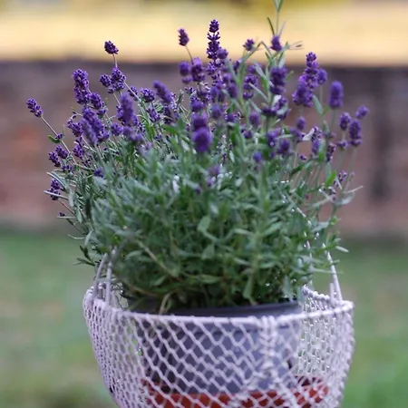 Ruhige-ferienwohnung-auf-pferdehof