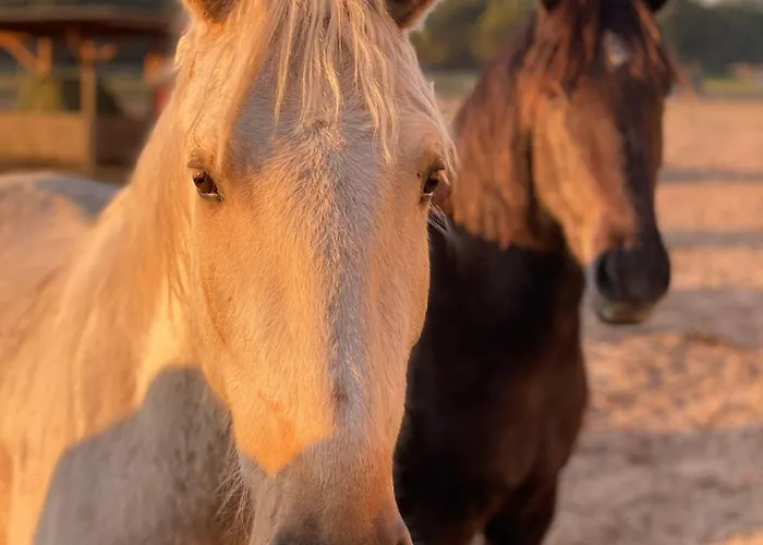 Апартаменты Ruhige-ferienwohnung-auf-pferdehof